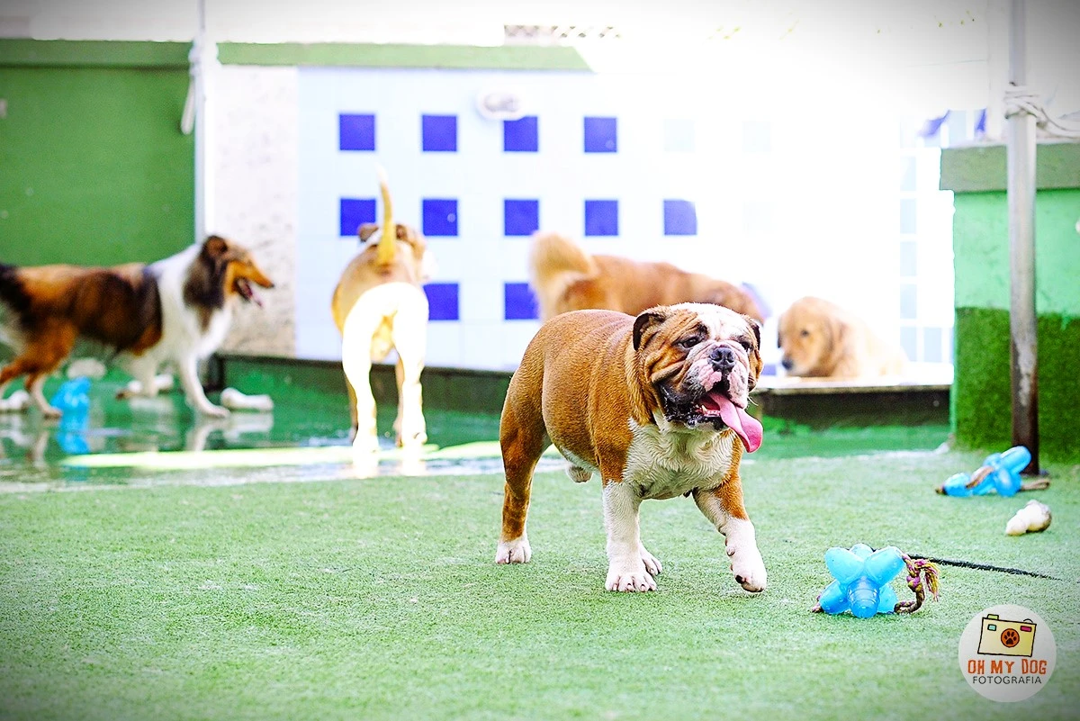 Club Pet Niteroi